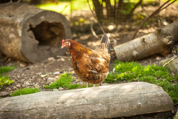 Impressionen Raritätentiergarten Tirol