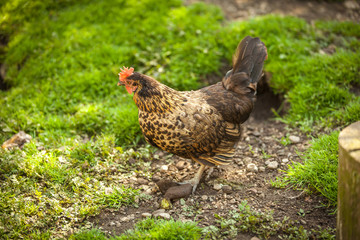 Impressionen Raritätentiergarten Tirol