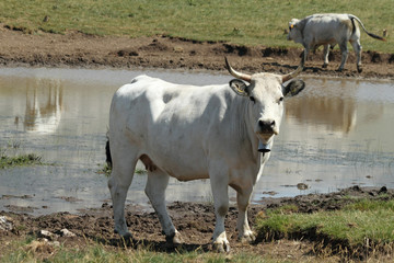 white cow in front of watering - place, central Italy, Europe