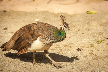 Impressionen Raritätentiergarten Tirol