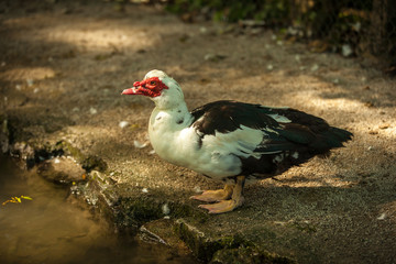 Impressionen Raritätentiergarten Tirol