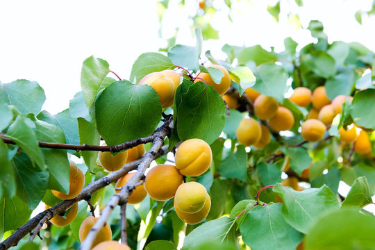 Ripe apricots growing on the apricot tree