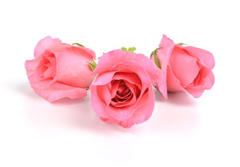 bouquet of pink roses isolated on white background