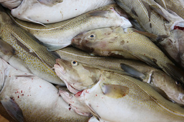 Catch of the Day. Iceland