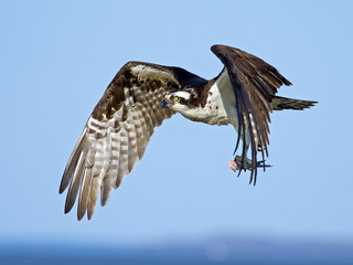 Osprey in flight with a Fish.