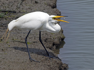 A Great Egret with a Fish in it's mouth