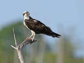 Osprey with Fish sitting on Dead Tree Branch