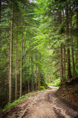forest landscape in summer