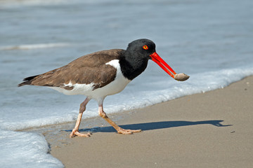 American Oystercatcher on Beach with food