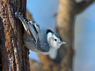 White-breasted nuthatch scaling a tree