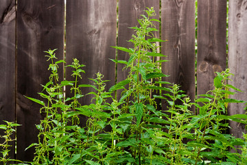 Green leaves of the nettle on vintage wooden background with cop