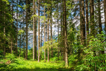 forest landscape
