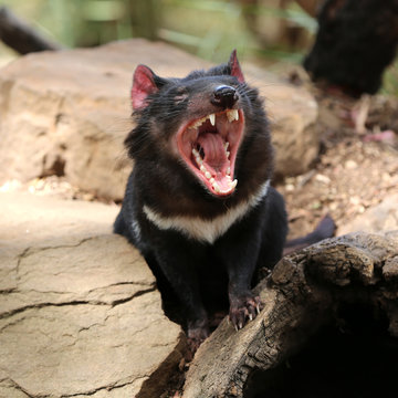 Tasmanischer Teufel
