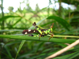 grasshopper