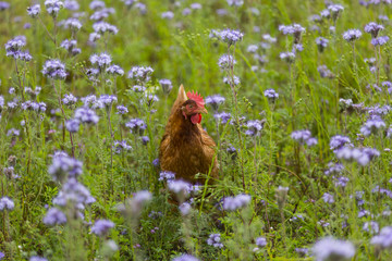 Freilaufendes Huhn 04