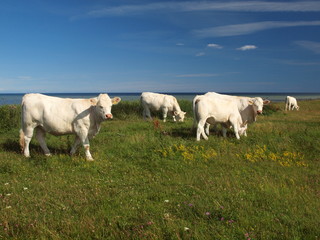 Fototapeta na wymiar Charolais- Rinder auf der Insel Öland in Schweden