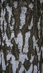 Текстура коры берёзы