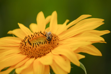 Biene auf Sonnenblume