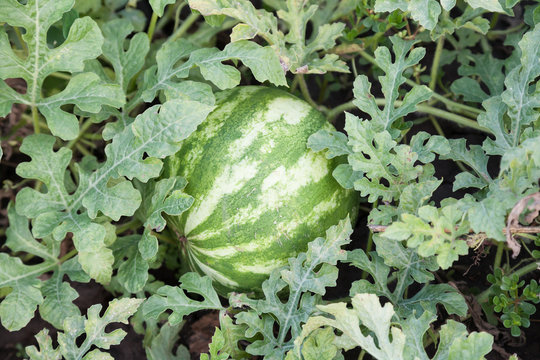 agriculture. Natural watermelon growing in the field