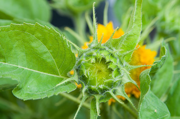 closeup of the bud of a sunflower