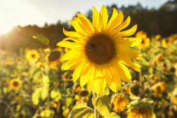Obraz premium Sunflower field