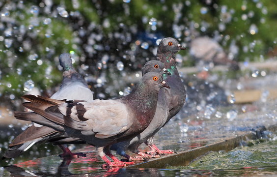 pigeon drinking water on fountain