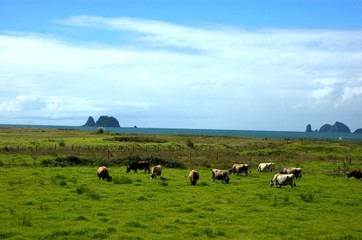 pasture, cows,