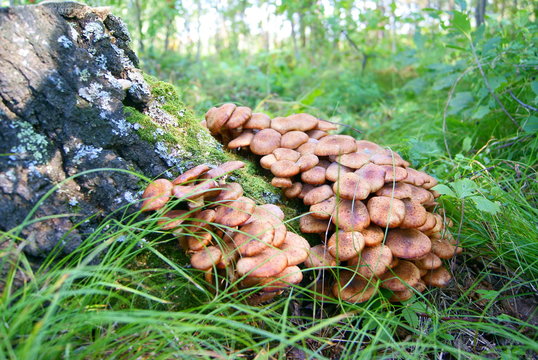 Armillaria mellea mushroom honey fungus