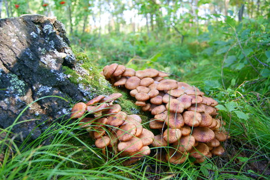 Armillaria mellea mushroom honey fungus