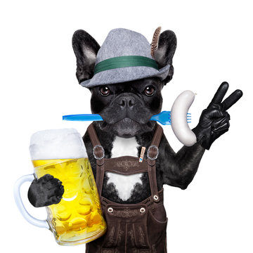 bavarian beer celebration dog