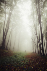 man on forest path with huge old trees