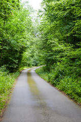 Scenic road through the forest