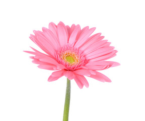 Pink gerbera daisy isolated on white background