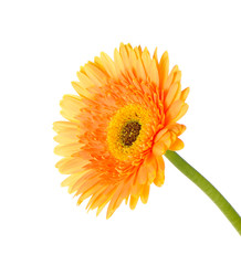 Orange gerbera daisy flower isolated on a white background