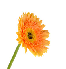 Orange gerbera daisy flower isolated on a white background