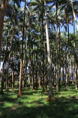 Fototapeta premium palmiste pied d'éléphant