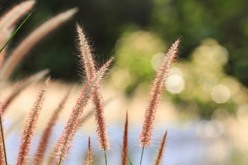 Grass flower in the evening background