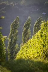 Weinrebe, Weinreben, Rebe, Reben, Weinstock, Steiermark, Südsteiermark, Weingarten, Weintrauben