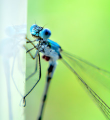 blue dragonfly closeup