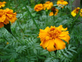 Fototapeta premium marigold