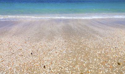 Shells on the beach