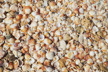 Closeup on the seashells