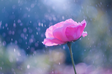 Fototapeta premium Pink rose in the summer rain