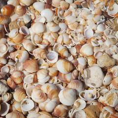 Square texture with shells