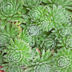 Sempervivum plants of the variety Lively Bug