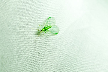 Green insect with wings closeup on white cloth

