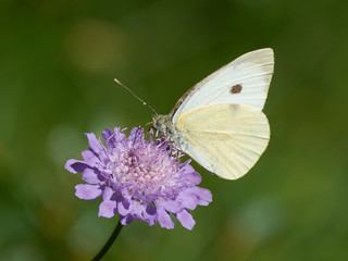 Large white (Pieris brassicae)