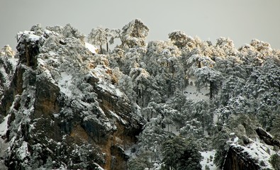 Fototapeta na wymiar Pinos nevados en el parque natural Sierras de Cazorla, Segura y Las Villas.