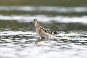 Ruff (Philomachus pugnax)