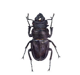 close up on insect Beetle,or bug, isolated on white